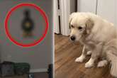 Zitternde Pfoten: Diese Weihnachtsdeko lässt Golden Retriever vor Angst erstarren!