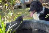 Hund freundet sich mit Krähe an: Ungleiches Duo lässt alle Herzen schmelzen
