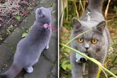 Katze miaut auf Spaziergang plötzlich seltsam: Kurz darauf löst sich zwei Monate altes Rätsel auf