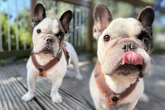 Keine Zeit für Französische Bulldogge? Johnny hofft auf Happy End
