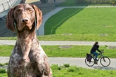 Frau stürzt, weil Hund auf Elberadweg läuft: Besitzer haut einfach ab