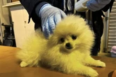 Frau kauft Hundewelpen im Internet: Dann kommt die böse Überraschung