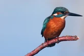 Eisvogelpaar brütet viermal hintereinander: Kükenflut im Auwald