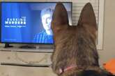 Als Schäferhund sieht, was Frauchen da im Fernsehen schaut, reagiert er entsetzt