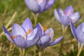 Verwechslung, Laune der Natur? Das haben Krokusse im September zu bedeuten