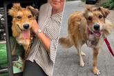 Kleiner Kämpfer ganz groß: Diese Bilder von Hund Dingo machen einfach nur glücklich