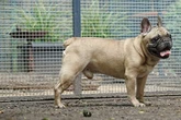 Aus Liebe abgegeben: Wer holt Vierbeiner Rocky aus der Einsamkeit?
