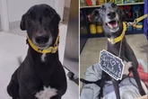 Endlich adoptiert: Großes Glück nach 1459 Tagen im Tierheim