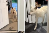 Frau nimmt wilden Hund bei sich auf, dann betritt er sein neues Zuhause zum ersten Mal