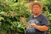 Gartensheriff erklärt verwirrende Brombeer-Regel: "Weiß der Geier warum"