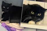 Besitzerin muss Katze schweren Herzens abgeben: Im Tierheim ist sie todunglücklich