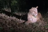 Puma in Frankfurter Park gesichtet! Polizeieinsatz wegen mysteriösem Raubtier