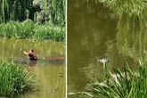 "Alligator" im Wasser ruft Polizei auf den Plan, doch die Wahrheit überrascht