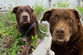 Hundeopa plötzlich ganz allein: Was wird nun aus Labrador Barney?