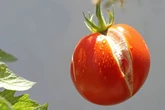 Plötzlich ein Riss in der Frucht: Warum platzen Tomaten auf?