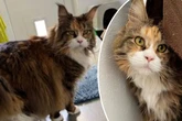 Wunderschöne Maine-Coon-Katze sucht Zuhause, doch die Sache hat einen Haken