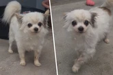 Keine Zähne und kein Zuhause mehr: Gibt es für Chihuahua Chicco noch ein Happy End?