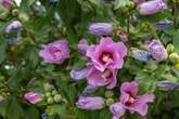 Blühfaul? Zum Schutz vor dem Vergreisen sollte man seinen Hibiskus schneiden