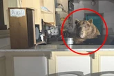 Mitarbeiter des Monats? Bär bricht in Eisdiele ein und stellt sich hinter Theke