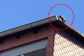 Katze begibt sich auf riskantes Abenteuer: Wenig später schrillen die Alarmglocken
