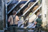 Neues Angebot vom Kölner Zoo: Jetzt können Elefanten-Fans den Dickhäutern ganz nah kommen