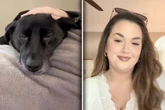 Frauchen räumt auf: Als sie sieht, was ihr Hund getan hat, zerfließt ihr Herz