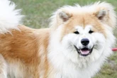 Viel Fell, viel Liebe, viel zu lernen: Findet Akita-Mix Bernie sein perfektes Match?