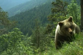 Bär in Bayern? Rund 70 neue Hinweise auf Raubtier
