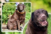Labrador wiegt über 50 Kilogramm! Jetzt wird es brenzlig für "Sir Lucky Brown"