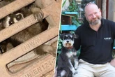 Hündin erschnüffelt Waschbären-Babys