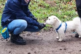 Bei diesem Hund sieht Martin Rütter rot: "Brauchen keinen Trainer, brauchen einen Exorzisten"
