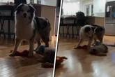 Schwester Luna nervt: Australian Shepherd Zeke überrascht alle
