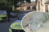 Dreijähriger ins Krokodil-Gehege geworfen: Versuchten die Pfleger, den Täter wegzuschmuggeln?