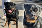 "Hund mit Potenzial": Tierheim hofft auf Happy End für Jumper