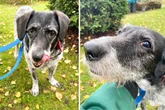 Hunde-Omi Hildegart ist sehr krank: Wer schenkt ihr ein letztes Heim?