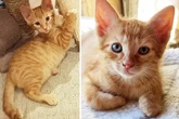 Süße Kater-Brüder im Tierheim geboren: Schaffen die Babys den Absprung?