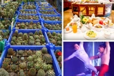 Bunter Sonntag in Magdeburg: Diese Events laden zum Staunen ein