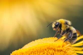 Wie kann man Bienen & Hummeln schützen? Die besten Tipps für Garten, Balkon & Terrasse