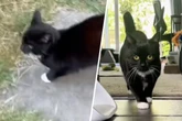 Katze will mit Besitzerin spielen: Was sie dann macht, verzückt so viele