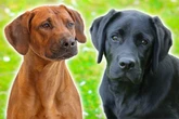 Der Hund, nach dem Du gesucht hast? Labrador-Ridgeback-Mix im Porträt