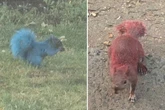 Anwohner können ihren Augen kaum glauben: Knallbunte Nager machen die Straßen unsicher