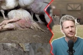 Millionenfach geklicktes Video zerreißt Edekas "Tierwohl"-Werbung