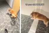 Betagter Golden Retriever hat es immer noch drauf: So erobert er alle Herzen im Sturm