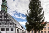 Pünktlich zum Sommeranfang: Weihnachtsbaum für Zwickau gesucht