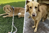 Über 160 Kilometer von daheim entfernt: Vermisster Goldie-Mischling Amber von Insel gerettet