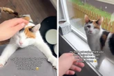 Frau hilft ihrer blinden Katze von der Fensterbank: Welche Geste das Tier dann zeigt, berührt alle Herzen