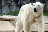 Trauer um Eisbär Kap: Karlsruher Zooliebling ist tot