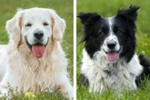 Mix aus Border Collie und Golden Retriever: So süß sehen die Welpen aus