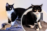Kater landet schon wieder im Tierheim: Gibt es kein Happy End für Alvin?