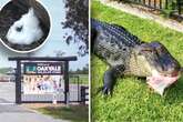 Zoobesucher denkt, Alligator ist 